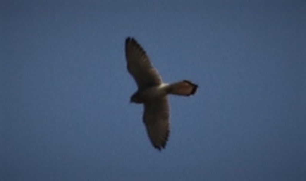 Rapace molto lontano: cos''? Probabile Gheppio
